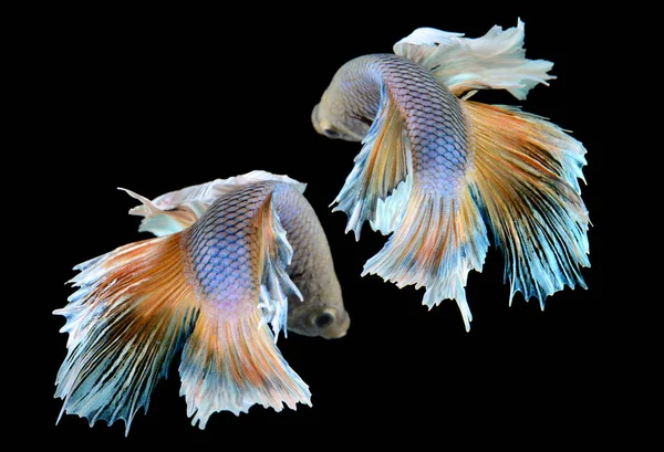 Betta ou Saimese peixe de combate . — Fotografia de Stock