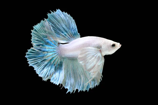 Betta o Saimese peces de lucha . —  Fotos de Stock