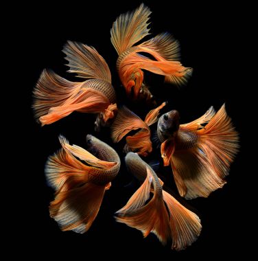 Daha iyi ya da dövüş balık Saimese.