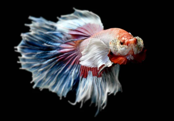 Betta oder Saimese gegen Fische. — Stockfoto