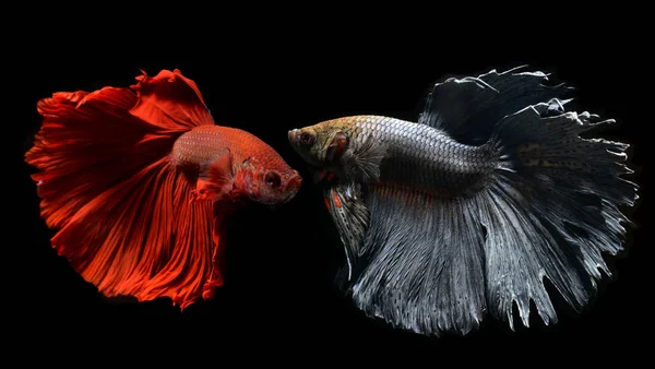 Betta or Saimese fighting fish.