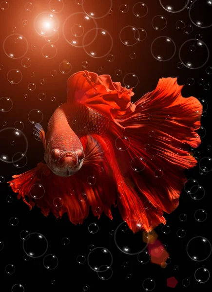 Fantasia vermelho Betta ou Saimese peixe de combate . — Fotografia de Stock