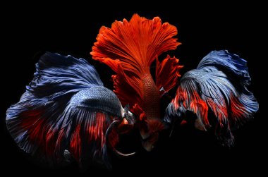 Karışık renkli süslü betta .