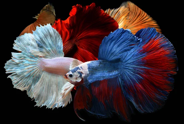 Mixed colorful fancy betta . — Stock Photo, Image