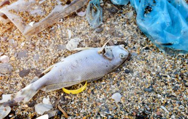 Ölüm balık plastik ve önemsiz ile sahilde gövdesi.
