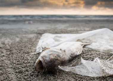Ölüm balık plastik çöp ile sahilde