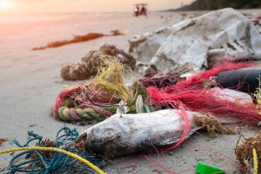 Ölüm balık plastik çöp ile sahilde
