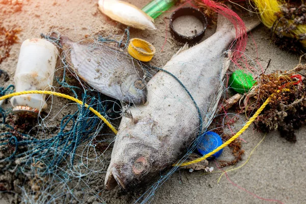 Tote Fische am Strand mit Plastikmüll — Stockfoto