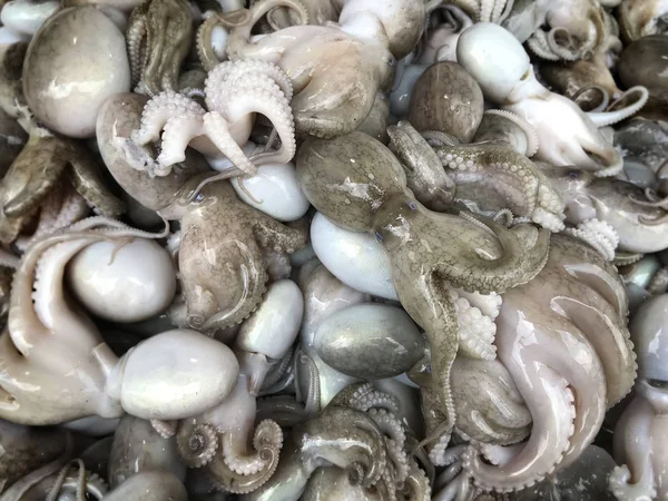 Dollfus octopus a la venta en el mercado pesquero . —  Fotos de Stock