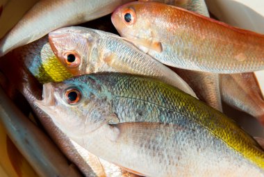 renkli taze balıklar mix.