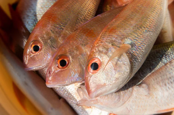 Mezclar coloridos peces frescos . —  Fotos de Stock