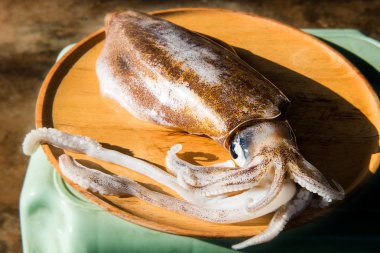 Yaşam bigfin kalamar balıkçılık Market.