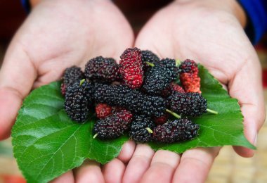 Tarım Çiftlik hasat dut.