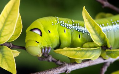 zakkum hawk güve tırtıl.