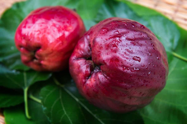 Apel Melayu yang dipanen dari pertanian . — Stok Foto