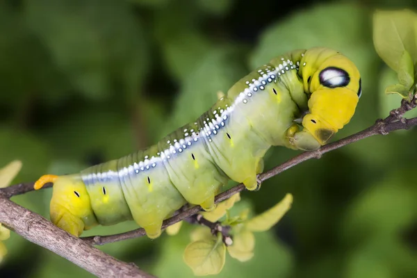 キョウチクトウ オオスカシバ幼虫. — ストック写真