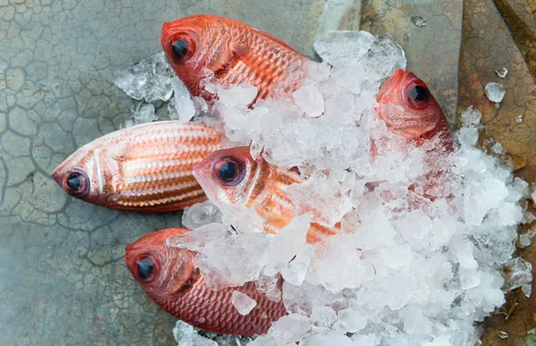 Červené ryby z rybolovu trhu. — Stock fotografie