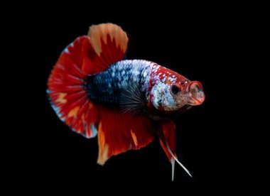 Koi Galaksisi süslü betta balığı.