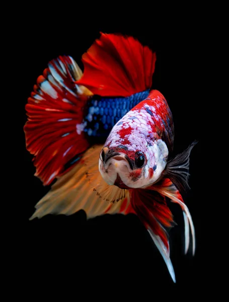 Koi galaxy fancy betta fish. — Stock Photo, Image