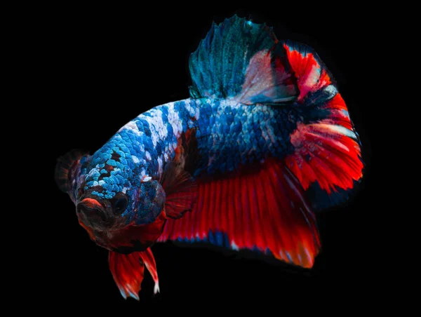 Koi galaxy fancy betta fish. — Stock Photo, Image