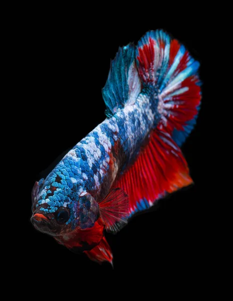 Koi galassia fantasia betta pesce . — Foto Stock