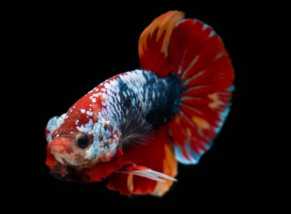 Koi galaxie fantaisie betta poisson . — Photo