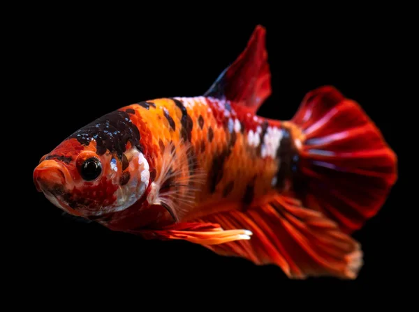 Meia lua nemo betta peixe . — Fotografia de Stock