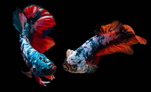 Koi galaxie fancy betta fisch. — Stockfoto