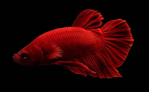 Super czerwona ryba betta. — Zdjęcie stockowe