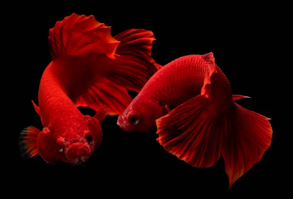 Super červená betta ryba. — Stock fotografie