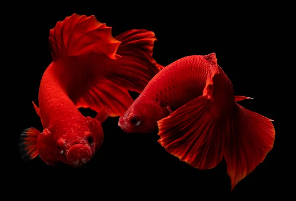 Super peixe betta vermelho . — Fotografia de Stock