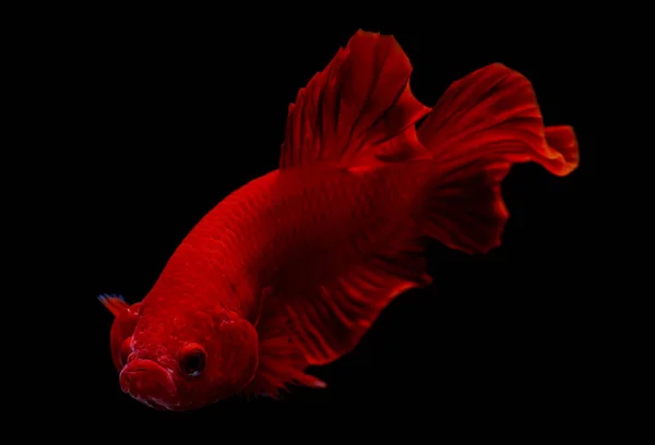 Super peixe betta vermelho . — Fotografia de Stock