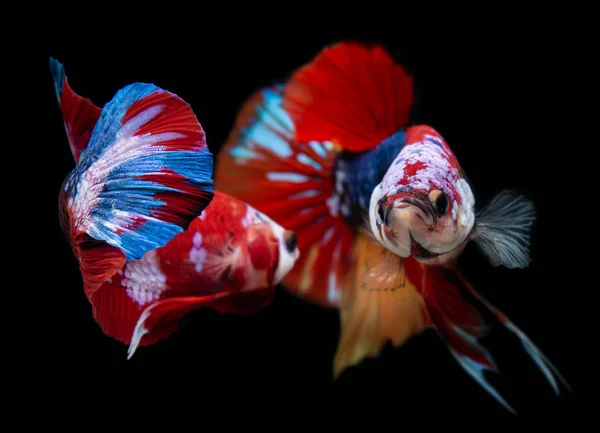 Koi galax fancy betta fisk. — Stockfoto