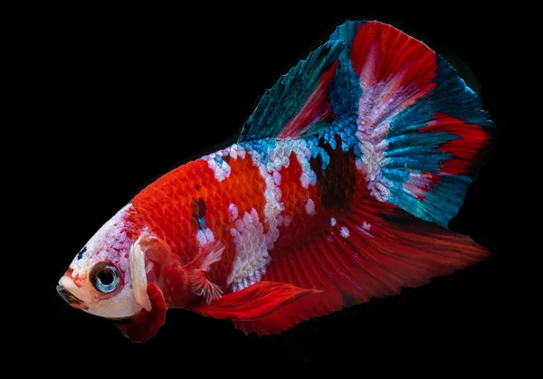 Koi galaxy fancy betta fish. — Stock Photo, Image