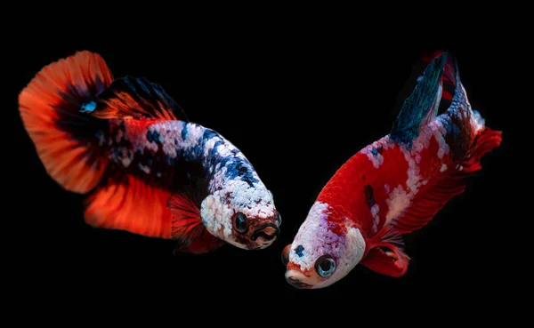 Koi galax fancy betta fisk. — Stockfoto