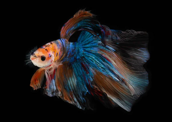 Half moon nemo betta fish. — Stock Photo, Image