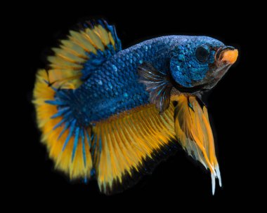 Mavi hardal süslü koi galaksisi betta balığı.
