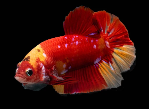 Fancy koi galaxy betta fish. — Stock Photo, Image