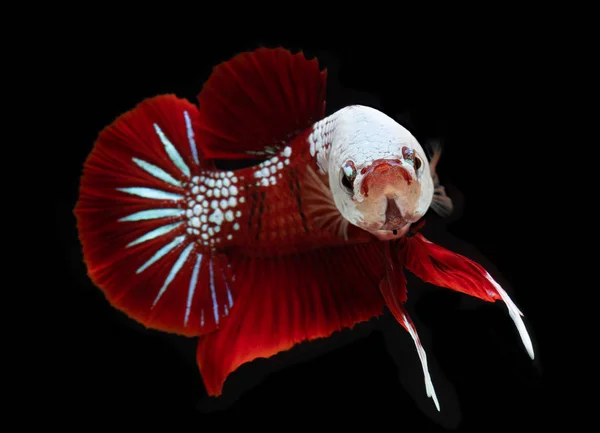 Fancy koi galaxy betta fish. — Stock Photo, Image