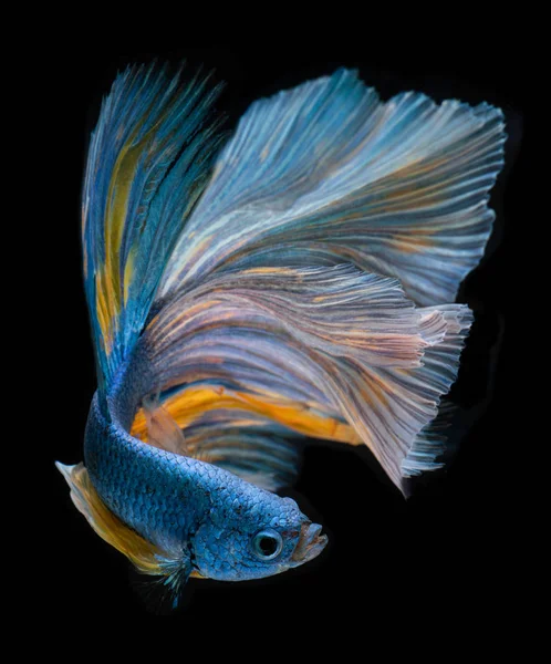 Azul meia lua longa Betta peixe . — Fotografia de Stock