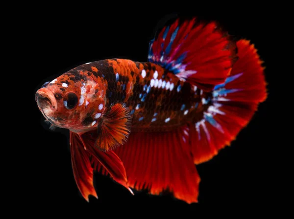 Fantasia koi galáxia betta peixe . — Fotografia de Stock