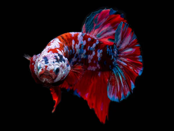 Fantasia koi galassia betta pesce . — Foto Stock