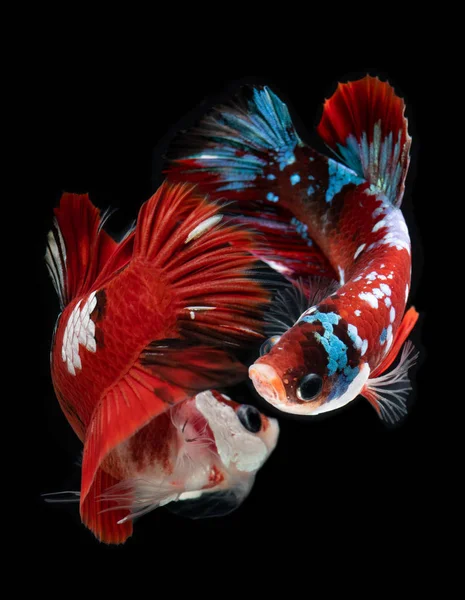 Fin koi galax betta fisk. — Stockfoto