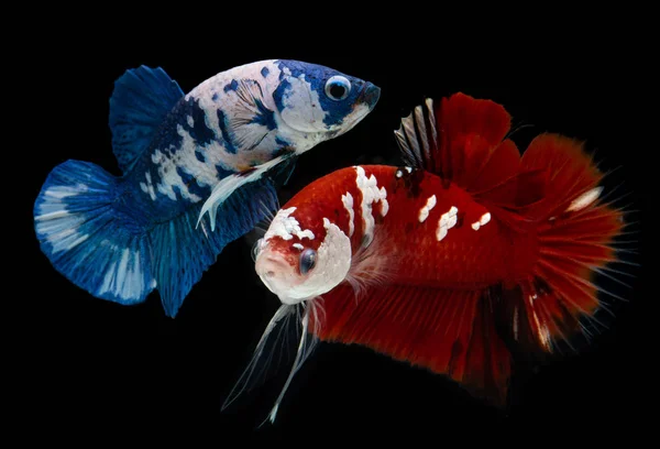 Fin koi galax betta fisk. — Stockfoto