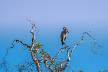 Asian Openbill bird standing on top of  the branch.