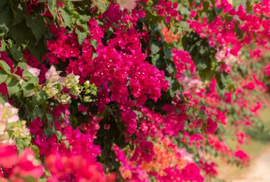 Bougainvillea flowers or paper flowers.