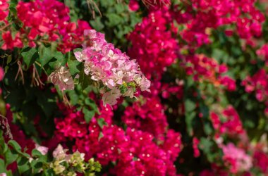 Bougainvillea flowers or paper flowers.