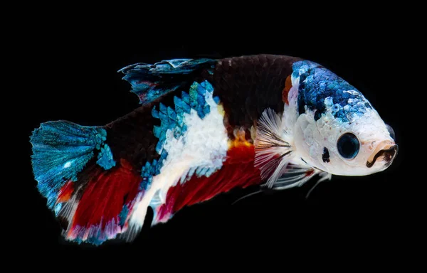 Fancy koi galaxy betta fish. — Stock Photo, Image