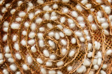 İpek böceği yuvası kapsülleri sanayi çiftliği.