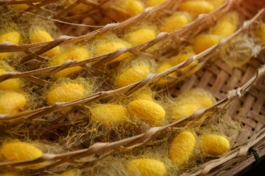 İpek böceği yuvası kapsülleri sanayi çiftliği.